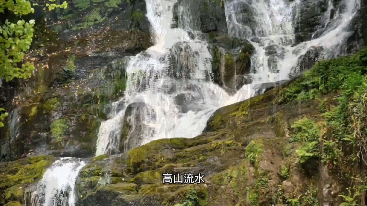 听说蒿坪绿茶的加工工艺保留的叶绿素和茶多酚成分高，为什么？游戏画面