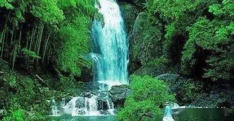 年货中的山野之鲜